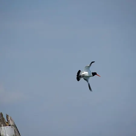 Venice Photobirding Domek alpejski Tessera