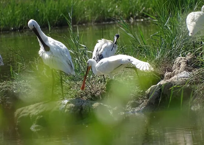 Dağ evi Venice Photobirding